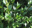 Boxwood (Buxus sempervierens)