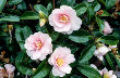 Camellia (Camellia sasanqua)