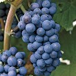 Concord Grape (Vitis labrusca)