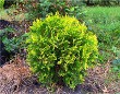 Golden Globe Arborvitae (Thuja occidentalis)