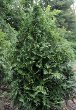 Green Giant Arborviate (Thuja standishii x picata)