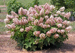 Oakleaf Hydrangea Plant