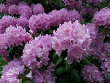 Purple Rhododendron Shrub