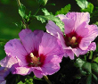 Rose of Sharon Hibiscus Syracuse Plant