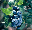Rubel Blueberry (Vaccinium corymbosum)