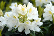 White Rhododendron Shrub