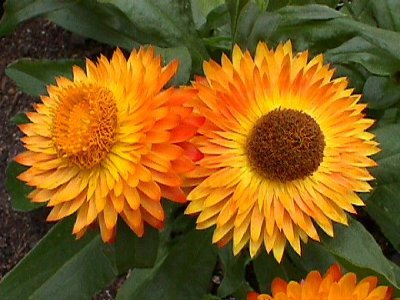 Strawflower Plant Knowledge Base Lookseek Com