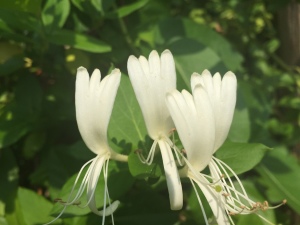 Honeysuckle-Flower