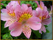 Alstroemeria Flower Plant
