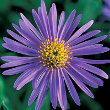 Aster X Frikartii Flower Plant