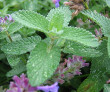 Catmint Plant