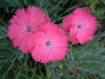 Dianthus Flower Plant Knowledge Base Lookseek Com