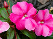 Impatiens Flower Plant