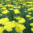 Moonshine Yarrow Plant