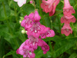 Penstemon Flower Plant