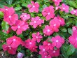 Vinca Flower Plant