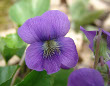 Viola Flower Plant