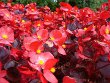 Wax Begonias Flower Plant