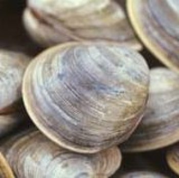 clam scientific name