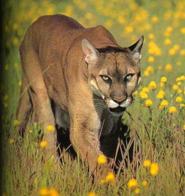scientific name of a mountain lion