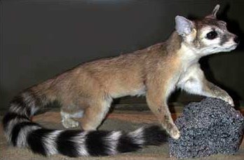 ring tailed cat