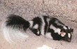 Spotted Skunk