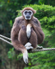 Agile Gibbon Ape