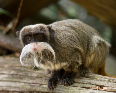 primal astrology emperor tamarin