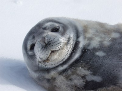 Weddell Seal - Knowledge Base LookSeek.com