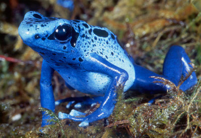 Blue-Poison-Dart-Frog.jpg