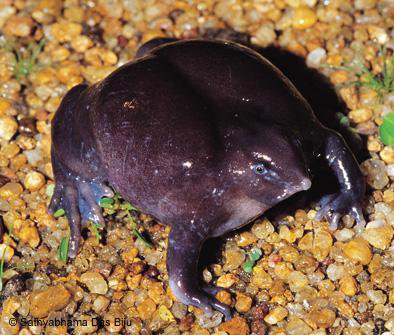 tree frog purple tree frog