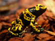 Yellow Banded Poison Frog