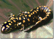 Tiger Salamander