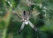 Dome Web Spider