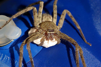 Huntsman Spiders - Knowledge Base LookSeek.com