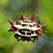 Jewelled Spider