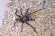 Melbourne Trapdoor Spider