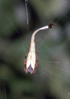 Scorpion tailed spider