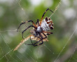 Silver Orb-Weaver Spider