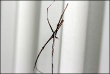 Stick Spider