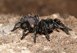 Sydney Funnel-web Spider