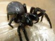 Victorian Funnel-web Spider