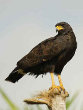 Black Hawk Eagle Bird