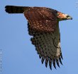 Ornate Hawk-Easgle Bird