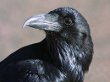 Raven Bird