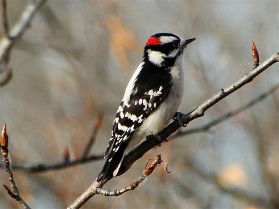 downy woodpecker scientific name