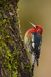Red-Breasted Sapsucker Woodpecker
