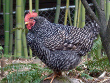 Barred Rock Chickens