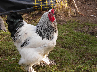 http://knowledgebase.lookseek.com/images/animals/birds/poultry/large-poultry/Brahma-Chicken.jpg