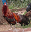 Cubalay Chickens